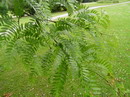 honey locust